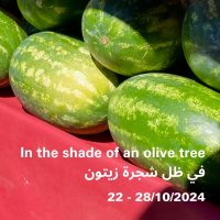 In the shade of an olive tree || في ظل شجرة زيتون